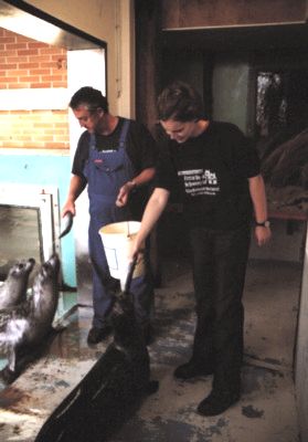 Fütterung der Seehunde im Aquarium (Tarina), 19 k