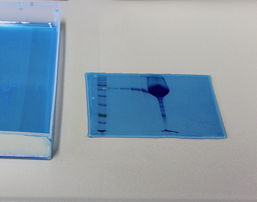 Foto von der Färbung des Proteingels nach dem Lauf mit Coomassie, Proteinbanden sind sichtbar, 6 k