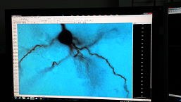 Ein Neuron unter einem Mikroskop, 9 k