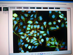 Zellen mit fluoreszierenden Farbstoffen, 10 k