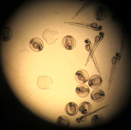Fische (Fischeizellen) unter dem Mikroskop, 10 k