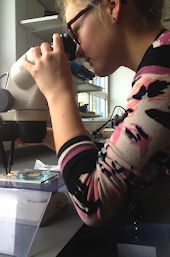 Cato beim Mikroskopieren, 15 k