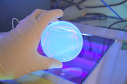Foto des Bakteriums unter UV-Licht nach 24h, 11 k