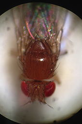 Foto der Drosophila Melanogaster (Wildtyp), 8 k