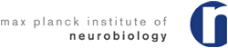 Logo des Max-Planck-Instituts für Neurobiologie Martinsried, 3k