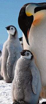 Foto der DPA von Pinguinen, 15 k