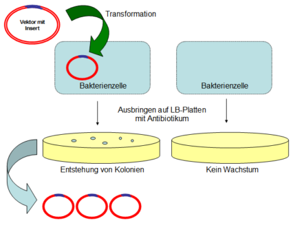 Transformation eines Plasmids in eine Bakterienzelle und anschließende Antibiotika-Selektion, 48 k