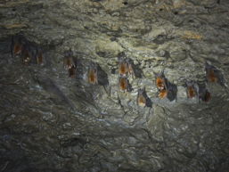 Reihe von Fledermäusen in der Höhle, 13 k