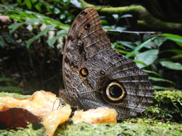 Schmetterling, 18 k