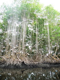 Mangroven, 20 k
